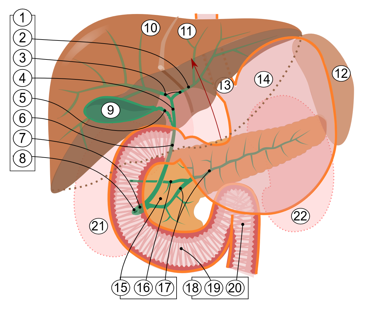 Diagrama de anatomía — vías biliares y vesícula biliar