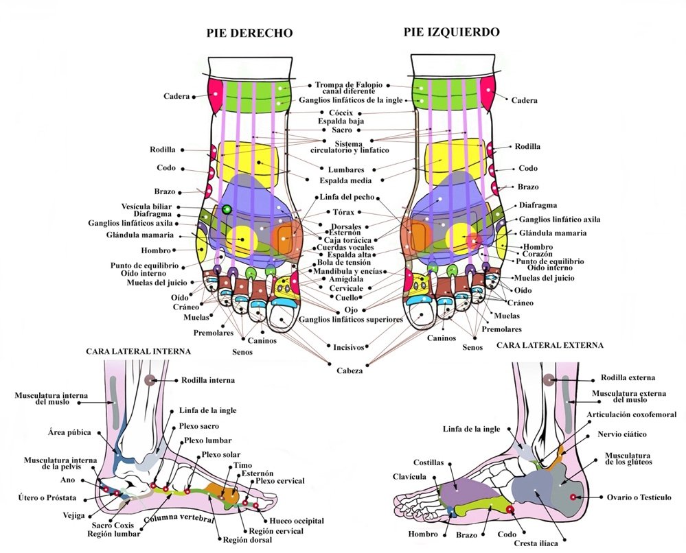 Reflexología — Pie derecho e izquierdo