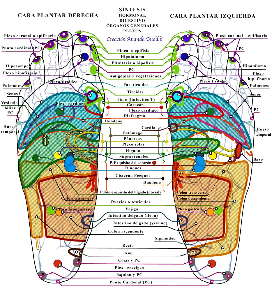 Síntesis reflexológica — Cara plantar (Creación Ananda Buddhi)
