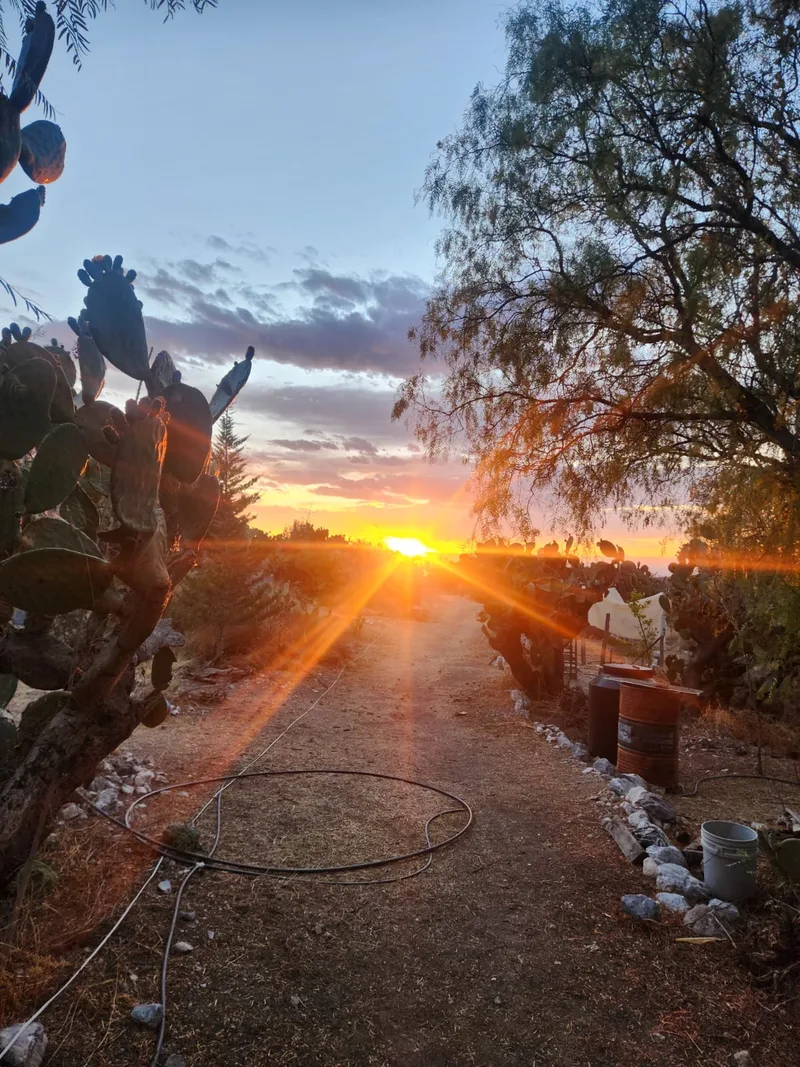 Amanecer sobre el camino del desierto sagrado de Wirikuta