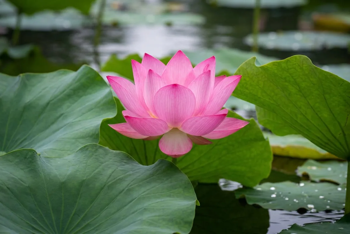 Flor de loto rosa abierta sobre las hojas de un estanque en calma